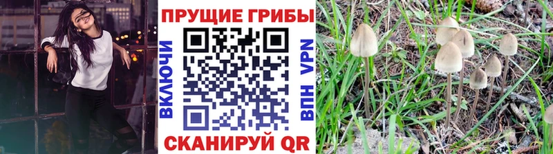 ссылка на мегу ТОР  Галич  Псилоцибиновые грибы Psilocybine cubensis  дарнет шоп 